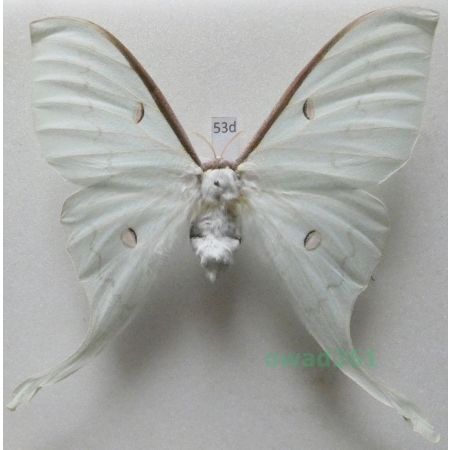 Actias sinensis (Walker, 1855) female ex. ovo Taiwan 94mm53d